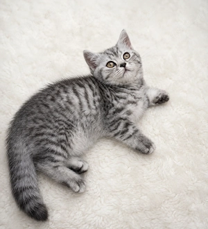 Abgabebereit BKH Kitten Babykatze weiß grau 