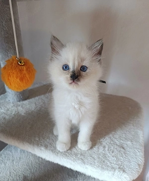 Heilige Birma Kater Seal Tortie Point 8 Wochen sehr kinderlieb 