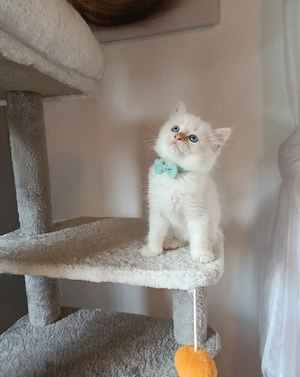Heilige Birma Kater Cream tabby Point 8 Wochen jung sehr kinderlieb 