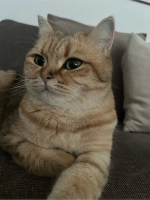 Loki sucht ein liebevolles neues Zuhause   