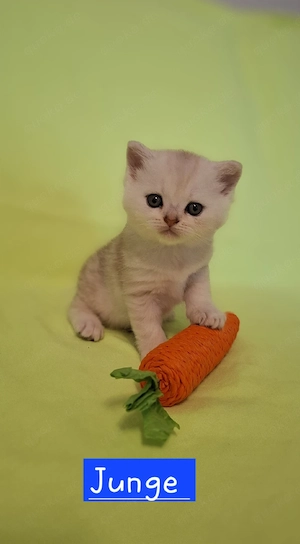 BKH Kitten 