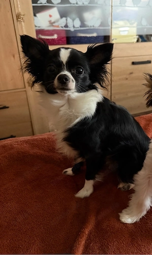 Langhaar, Chihuahua Mädchen