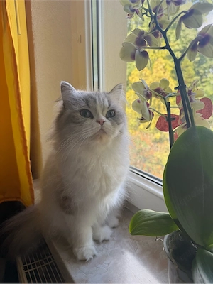 British langhaar katze 