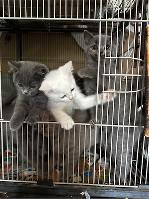     Freundliche Katzen mit Kitten suchen ein liebevolles Zuhause    