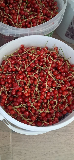 Rote Johannesbeeren 