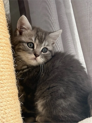 BKH kitten 1Junge noch frei