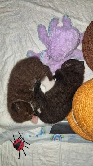 2 süße bkh ragdoll mix suchen