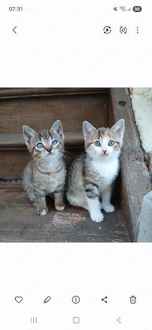 Katzenbaby Katzenkinder Kitten abzugeben!