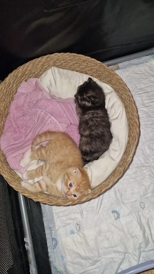 2 süße bkh ragdoll mix kitten suchen