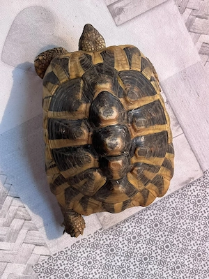 Testudo hermanni Weibchen 2018