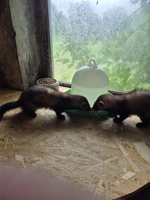 Frettchen 
