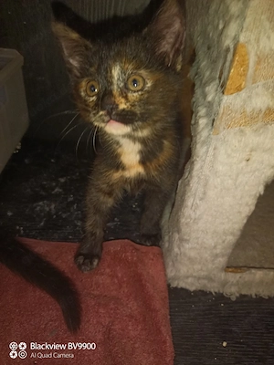 Katzenbabys abzugeben 