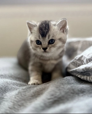 Bkh Kitten Silver Blue