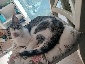 3 junge Kater abzugeben 