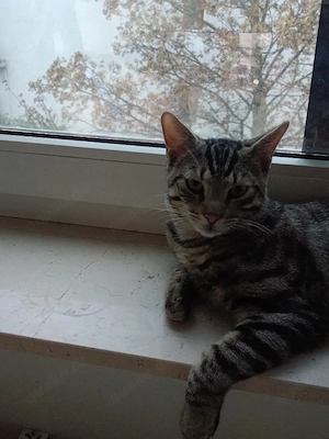 3 Junge Kater abzugeben