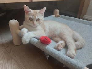Bkh-Kater, abgabebereit