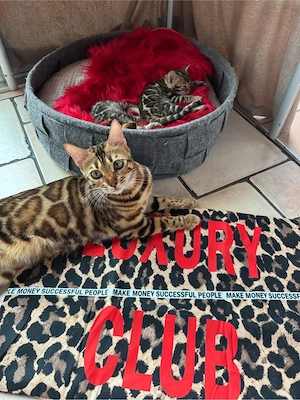 Bengal Kitten