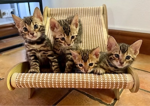 Bengal Kitten