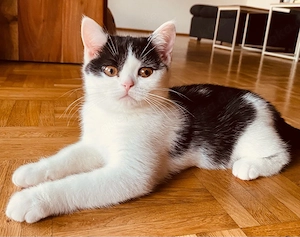 BKH Kitten
