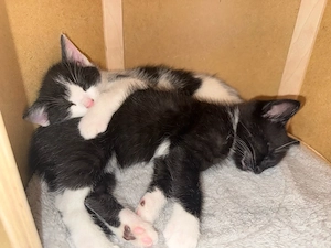 Atlas & Onyx suchen ein liebevolles Zuhause