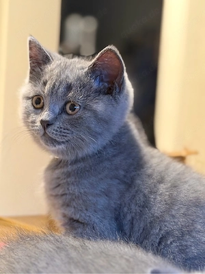 Kitten BKH
