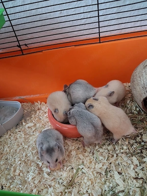 Goldhamster-Babys abzugeben