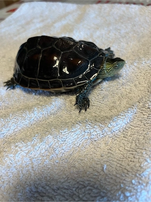 Wasserschildkröten abzugeben 