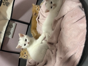 Katzen Babys