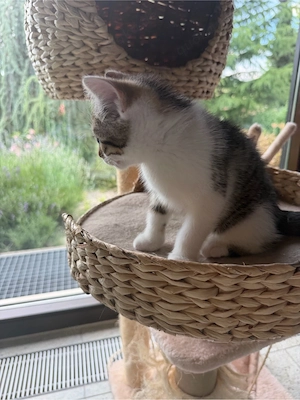 BKH Kitten zu verkaufen