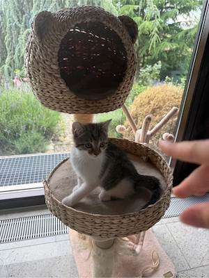 sehr schöne BKH Kitten zu verkaufen, ab sofort abhol bereit.