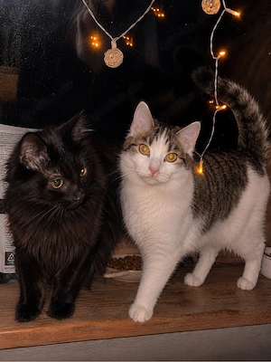     Maine-Coon-Siam-Mix Kitten suchen liebevolles Zuhause
