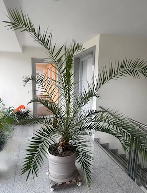 Schöne große Dattelpalme