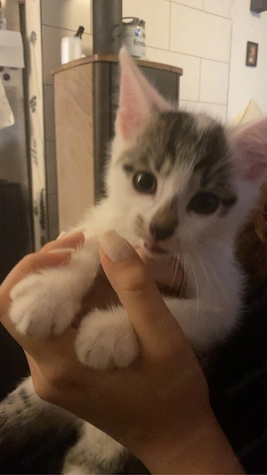 Katzen baby