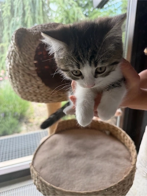 Sehr schöne BKH Kitten zu verkaufen 