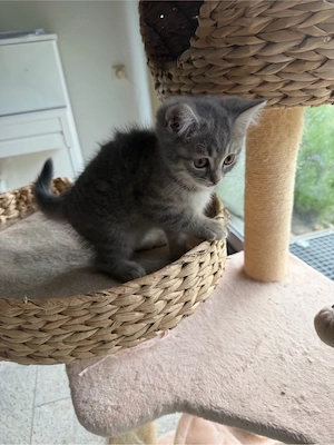 Sehr schöne BKH Kitten zu verkaufen 