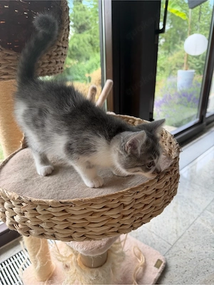 Sehr schöne BKH Kitten 