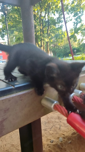 Süße Baby Katze Käterchen sucht ein liebevolles Zuhause