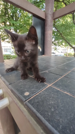 Süße Baby Katze Käterchen sucht ein liebevolles Zuhause