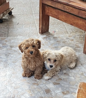 Zauberhafte Maltipoo Welpen * Malteser x Toy Zwergpudel 