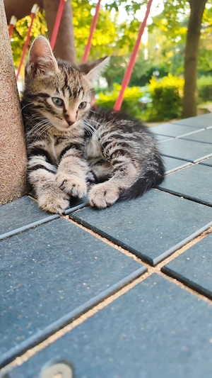 Süße Baby Katze Käterchen sucht ein liebevolles Zuhause