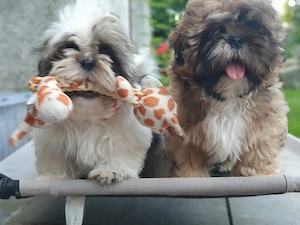 Süße Shih Tzu Welpen