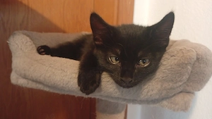 kitten sucht liebevolles Zuhause 