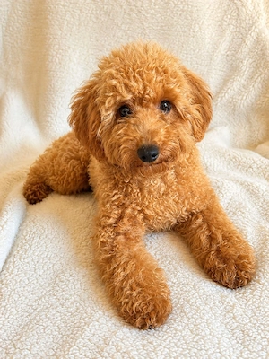 toypudel 3 welpen 