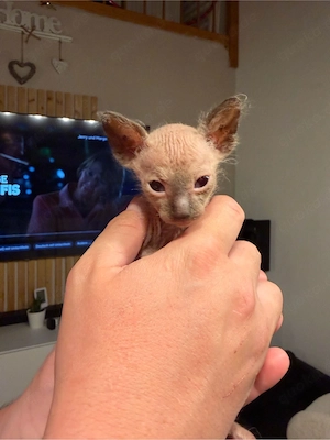 5 Reinrassige Don Sphynx Kitten suchen Ihr passenden Deckel