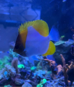 Pyramidenfalterfische Hemitaurichthys Polylepis