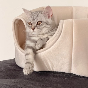 BKH Kitten