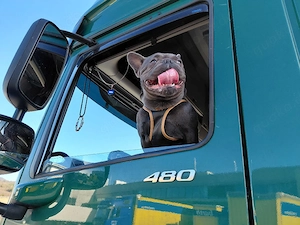 Deckrüde französische bulldogge 