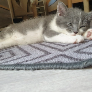 Reine BKH_Kittenkurzhaar_Babyktten Bild 2