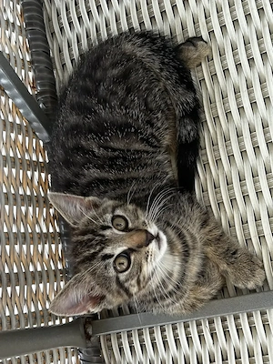 Katzenkind - junger Kater - Max - 12 Wochen - grau getigert