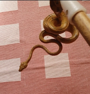 1.1 Gartenboas  zu verkaufen 